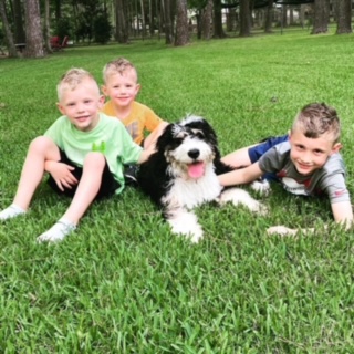 A Bernedoodle puppy sitting in the grass with three young children