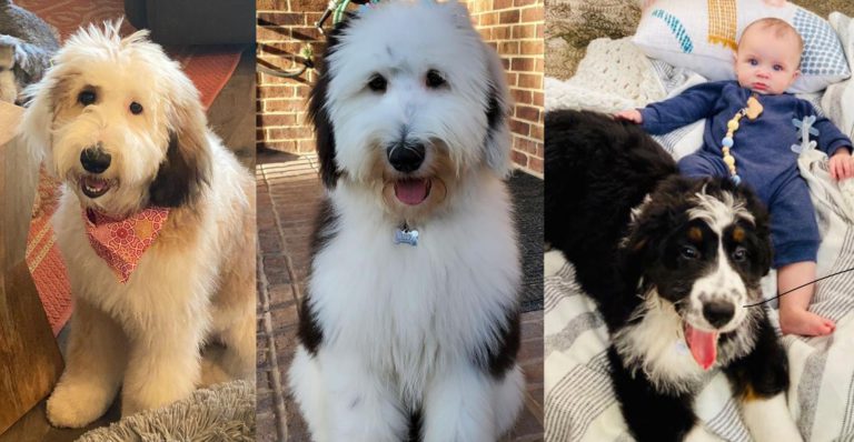 Two fluffy Sheepadoodles and a Bernedoodle puppy snuggling with a baby