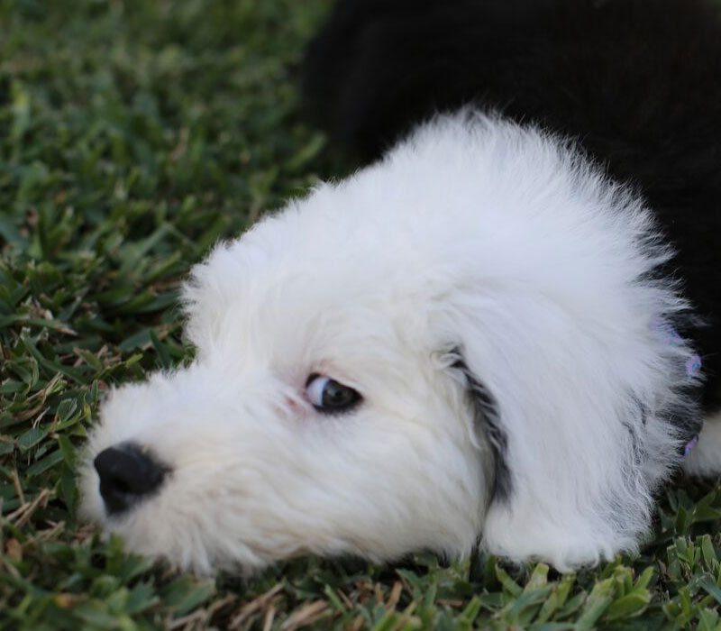 A cuddly black-and-white Sheepadoodle puppy lying in the grass