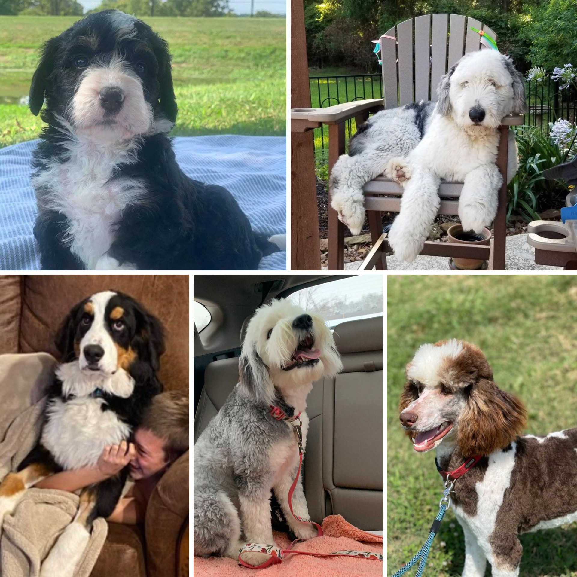 Red Rooster Kennels doodle puppies 3