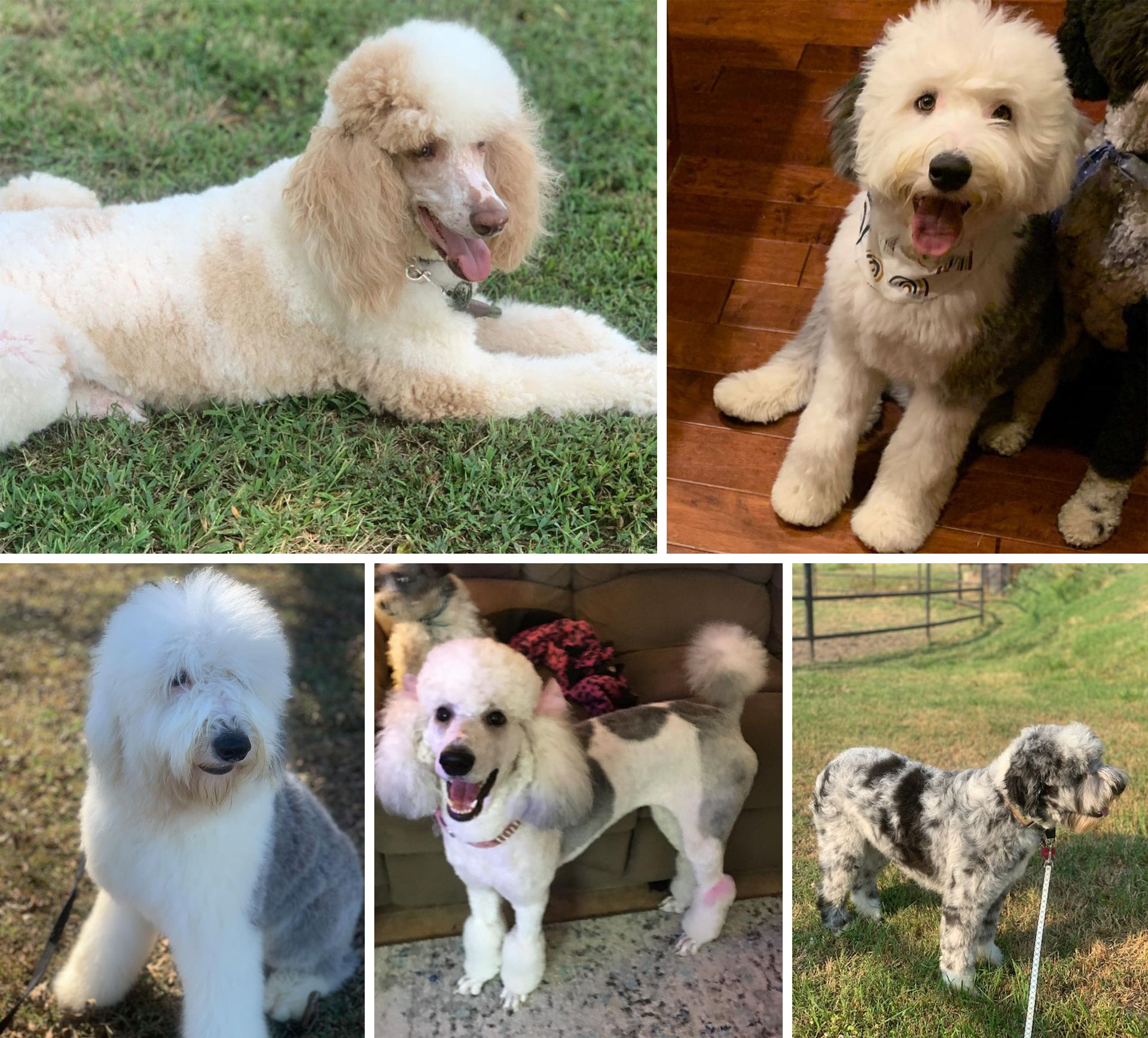 Red Rooster Kennels doodle puppies 4