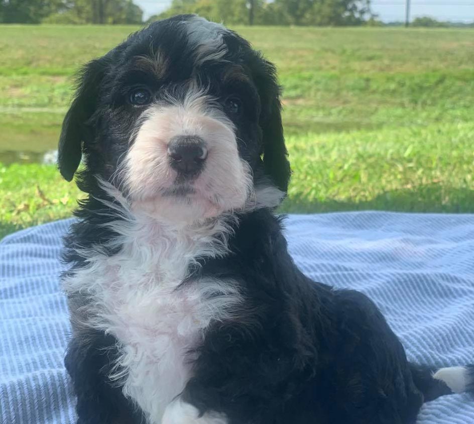 Bernedoodle puppy