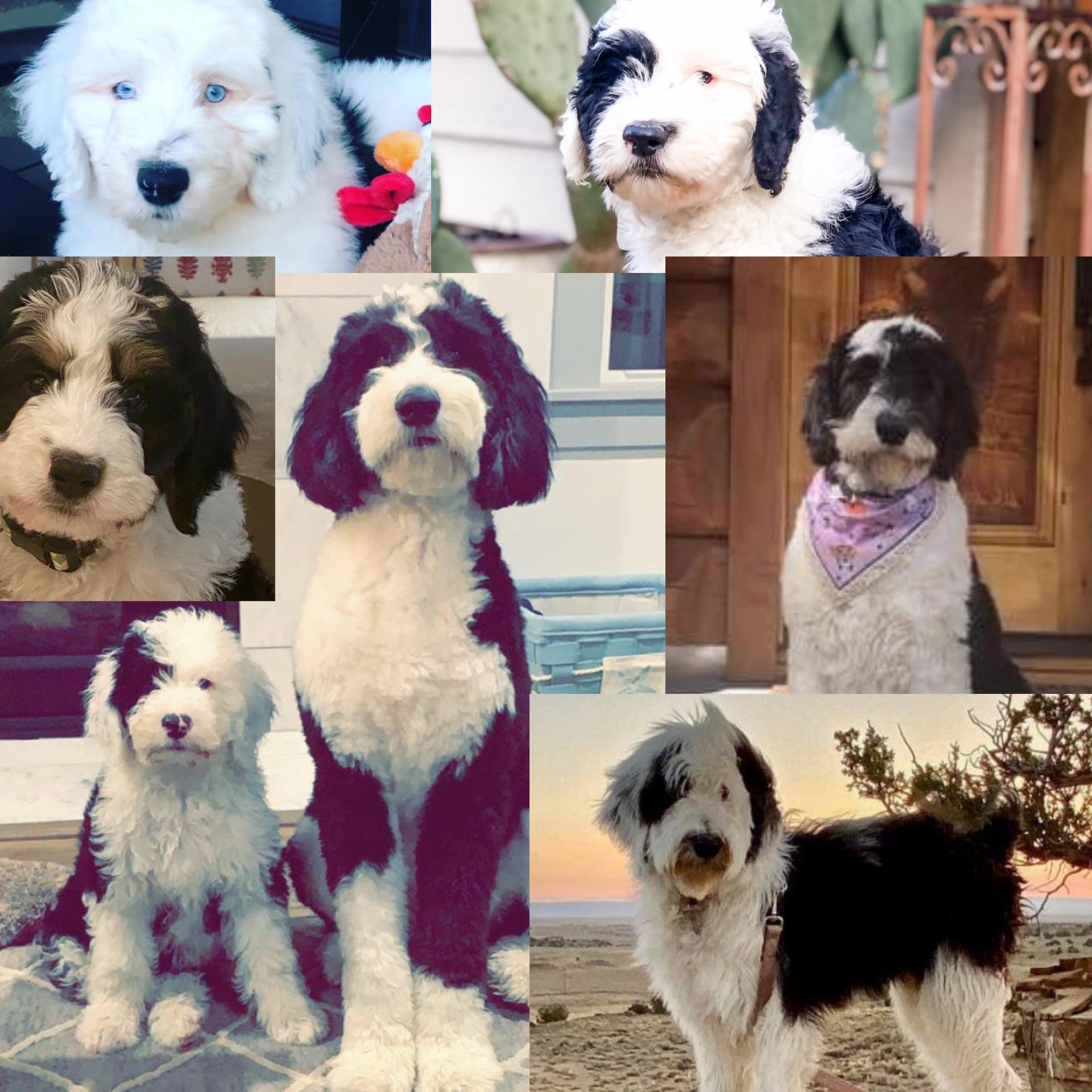 Sheepadoodles and Bernedoodle puppies